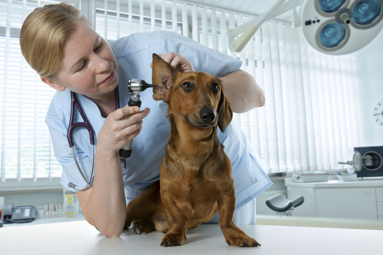 Affording Veterinary Care for Your Pet